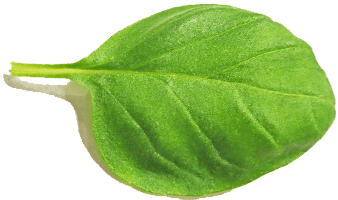 Mentha piperita leaf
